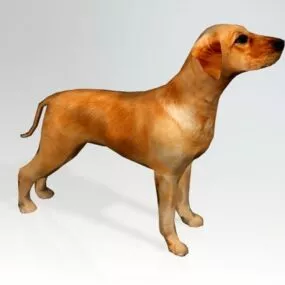 Ridgeback Puppy Dog 3d model