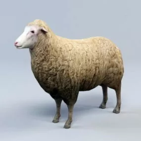Common Sheep Animal 3d model