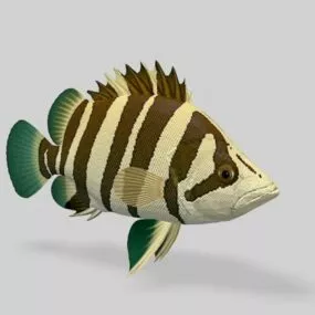 Siamese Tiger Perch Fish 3d model