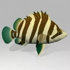 Aquarium Siamese Tigerfish 3d model