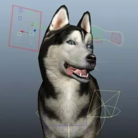 Husky Dog Rigged 3d model