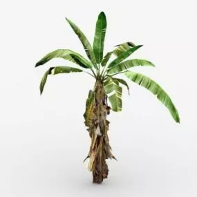Small Banana Tree 3d model