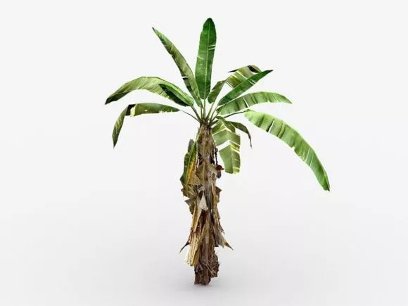 Decorative Palm Tree 3d model