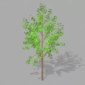 Small Tree Plant 3d model