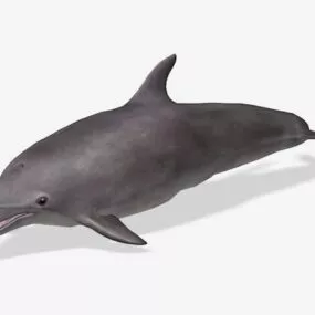 Grey Dolphin 3d model