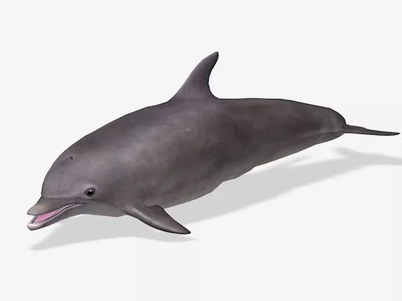 Grey Dolphin 3d model Grey Dolphin 3d model