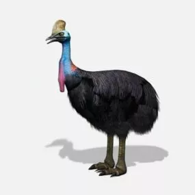 Cassowary Bird 3d model
