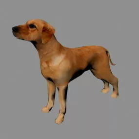 Realistic Tan Dog 3d model