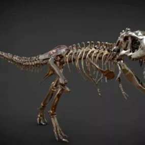 Dinosaur Tyrannosaurus Rex Skeleton 3d model