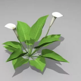 Calla Lily Plant 3d model