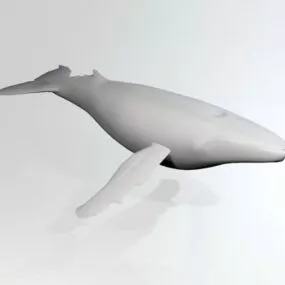 Low Poly White Whale 3d model