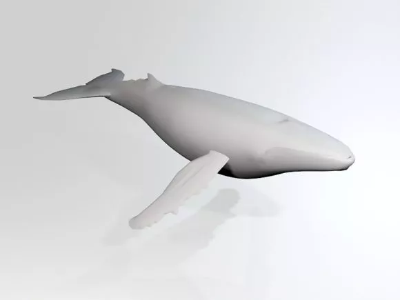 Low Poly White Whale 3d model Low Poly White Whale 3d model