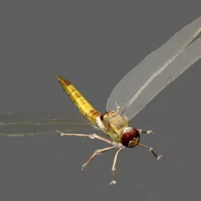 Realistic Yellow Dragonfly 3d model
