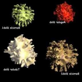 Barnicle Glob 3d model