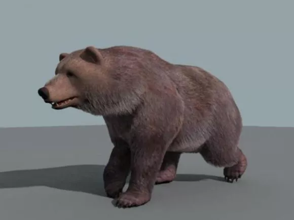 Realistic Bear Walking 3d model Realistic Bear Walking 3d model