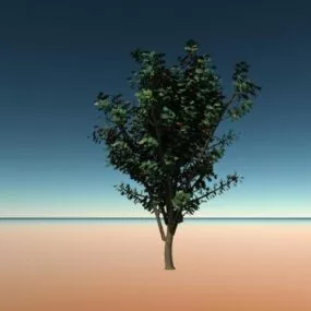 Fruit Tree Broadleaf 3d model