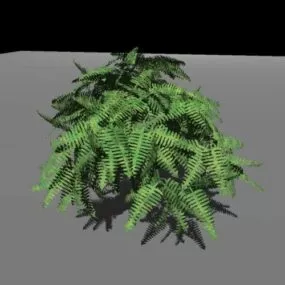 Fern Plant Realistic 3d model