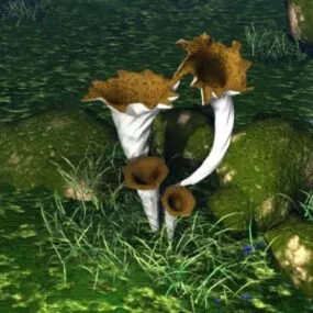 Fungi Mushroom 3d model