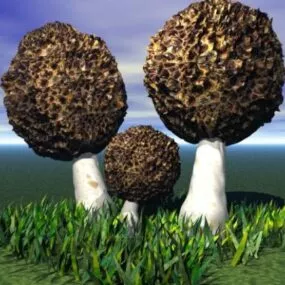 Fungus Mushroom 3d model