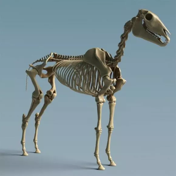 Simple Skeleton 3d model