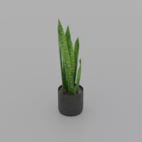 Snake Plant Potted 3d model