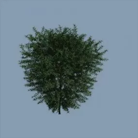 Thornbush Plant 3d model