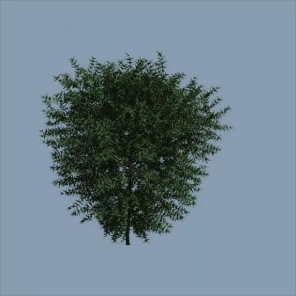 Leaf Tree Small Size 3d model