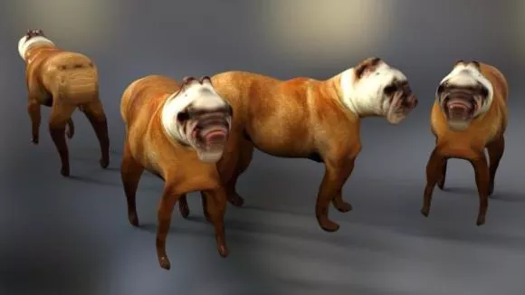 Chihuahua Dog 3d model
