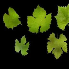 Grape Leaves 3d model