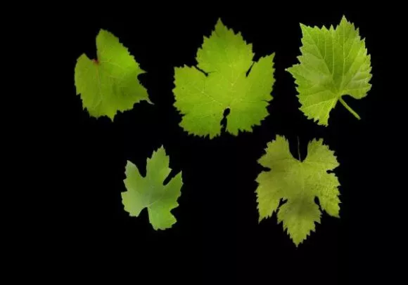 Maple Tree, Summer Tree 3d model