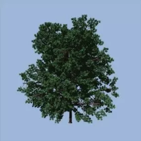 Plant Shrubbery 3d model