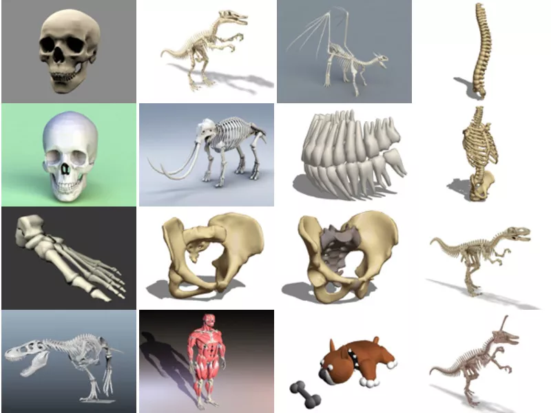 Top 30 Bone 3D Models Stuff Most Popular 2022
