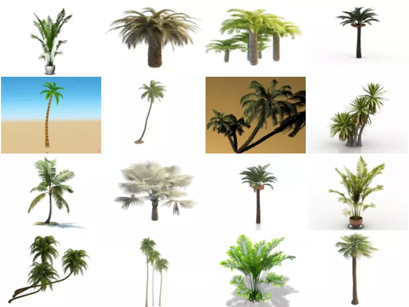 Top 30 Palm 3D Models Most Viewed 2022