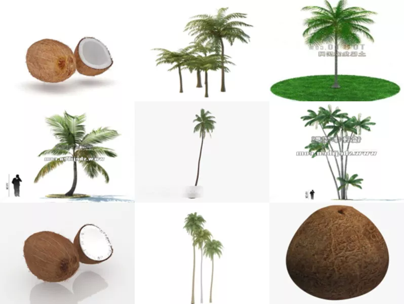 Top 11 Coconut 3D Models Latest 2022
