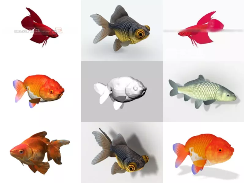 Top 11 Goldfish 3D Models for Free Latest 2022