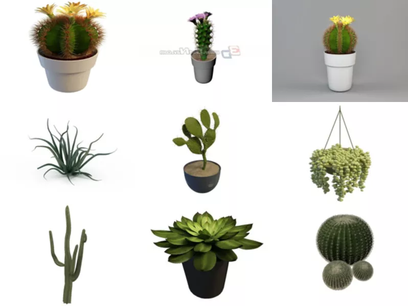 Top 11 Succulent 3D Models for Rendering Most Recent 2022