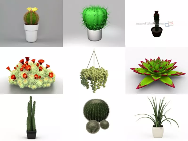 Top 11 Succulent Plants 3D Models for Rendering Most Recent 2022