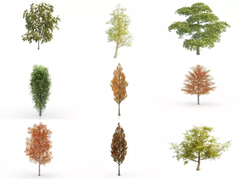 Top 12 Poplar 3D Models Most Recent 2022