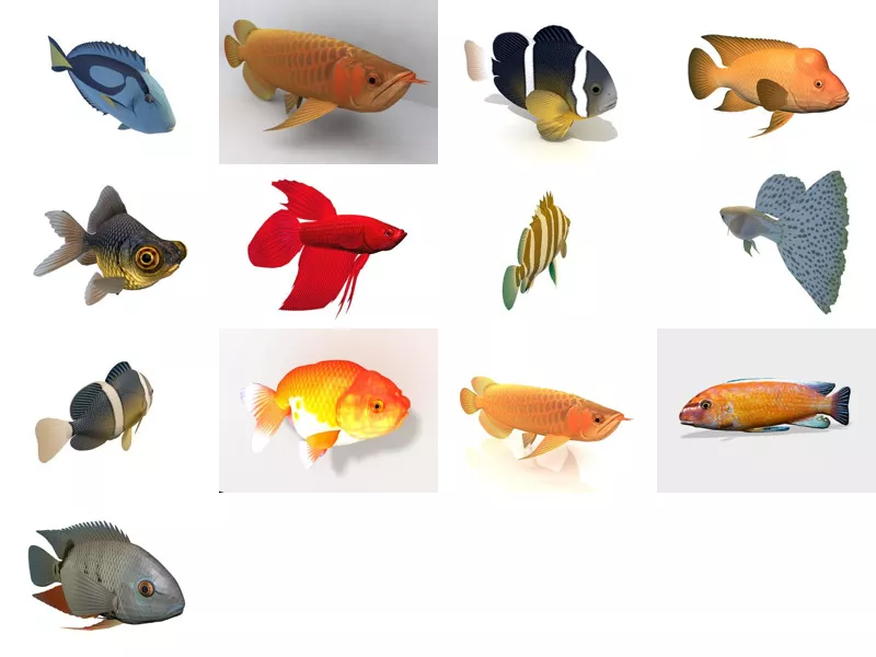 Top 13 Aquarium Fish 3D Models Stuff Newest 2022