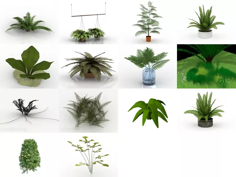Top 14 Fern 3D Models Resources Newest 2022