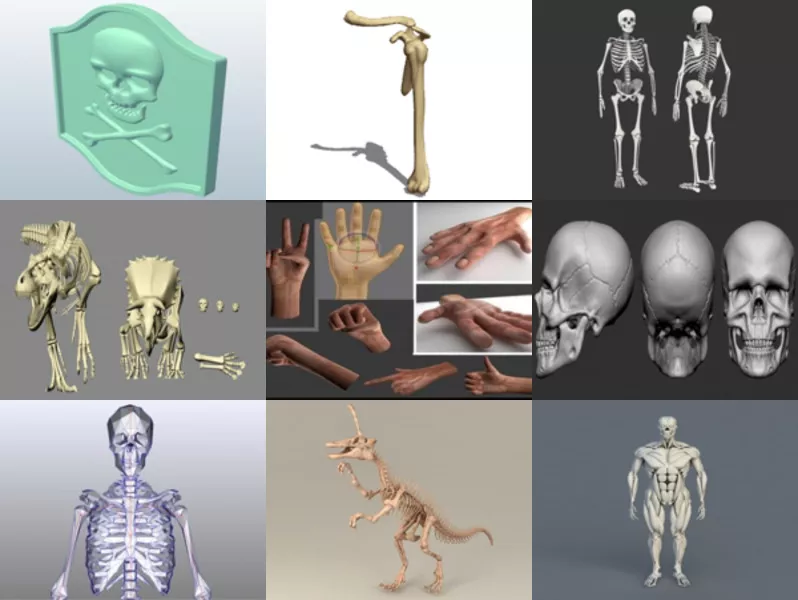 Top 9 Bones 3D Models Most Recent 2022