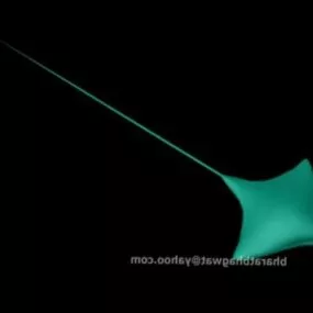 Manta Ray Sea Fish 3d model