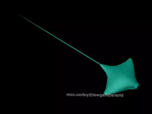 Animal Fish With Pattern On Body 3d model