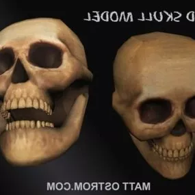 Realistic Human Man Skull 3d model