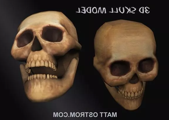 Realistic Human Man Skull 3d model Realistic Human Man Skull 3d model