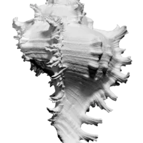 Animal Figurine Sea Shell 3d model