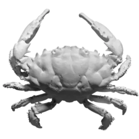 Scan Of Reef Crab Animal 3d model