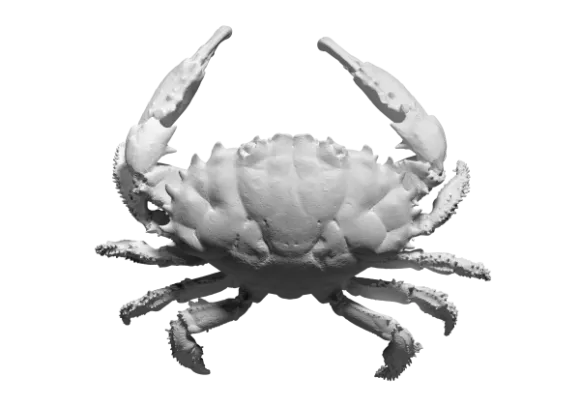Scan Of Reef Crab Animal 3d model Scan Of Reef Crab Animal 3d model