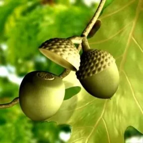 Acorns Fruit 3d model