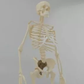 Anatomy Human Sapiens Skeleton 3d model
